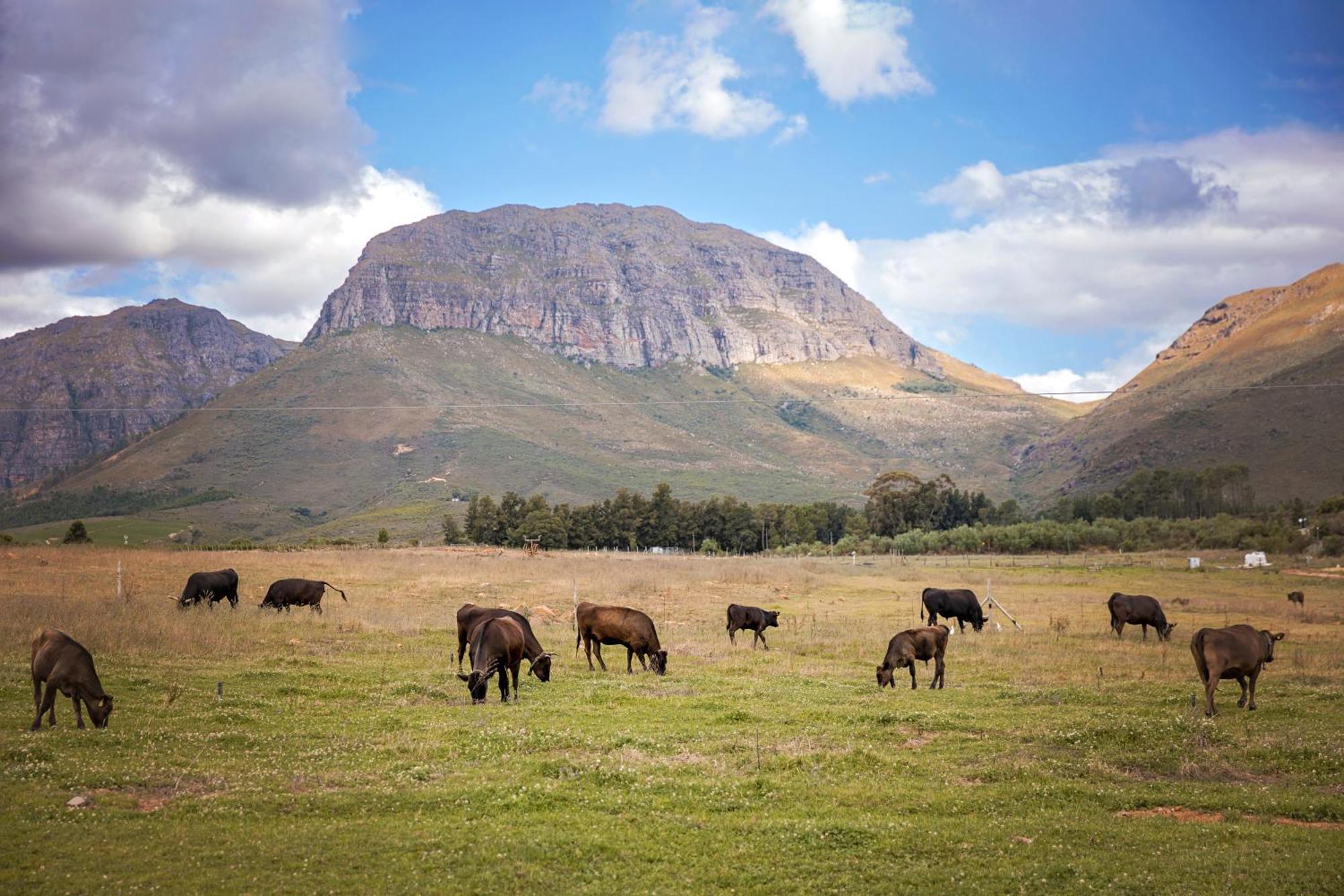 Wagyu Mountain Lodge Paarl Eksteriør bilde
